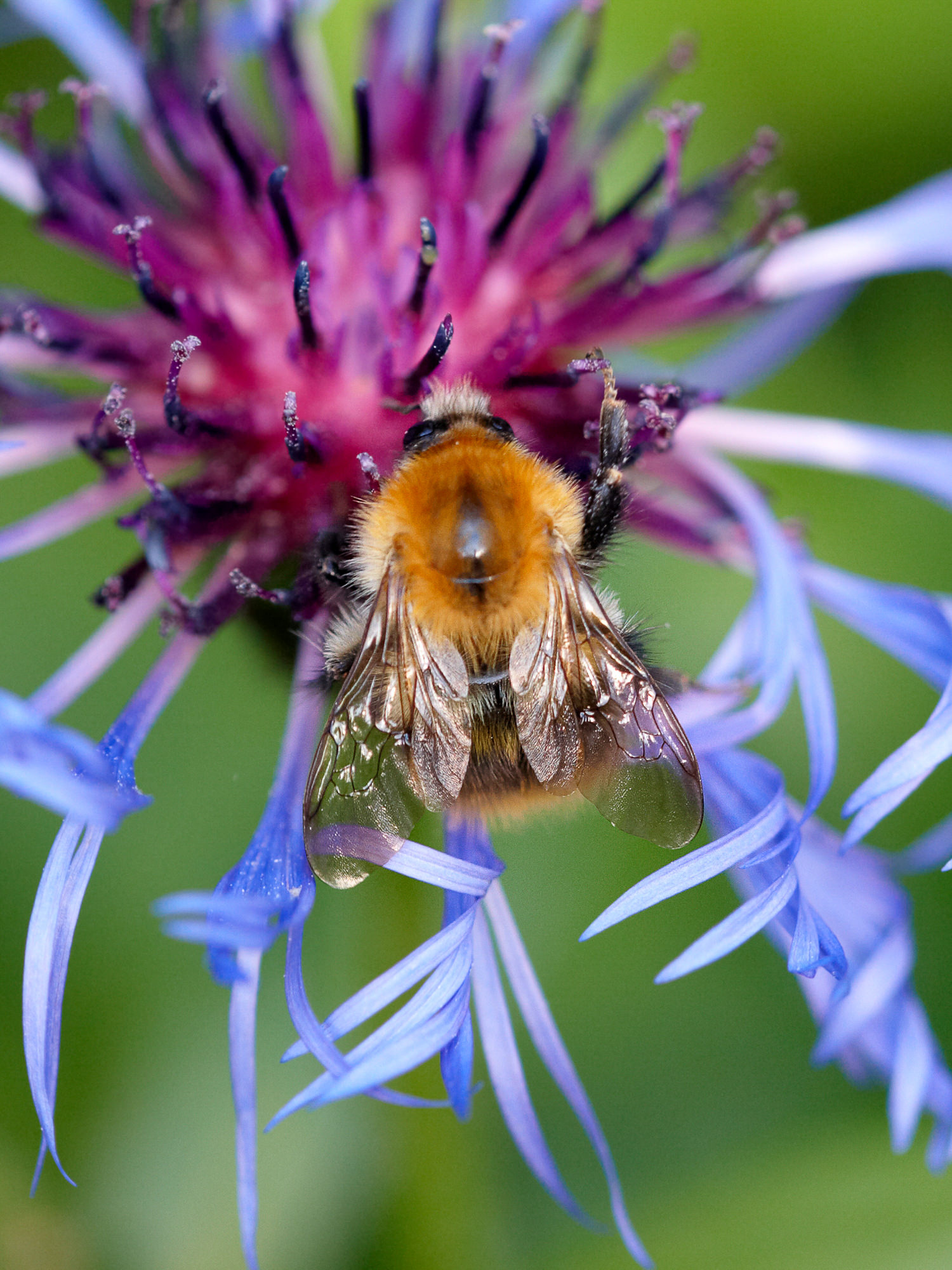field bumblebee